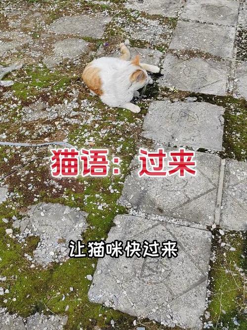 猫叫声吸引猫图标