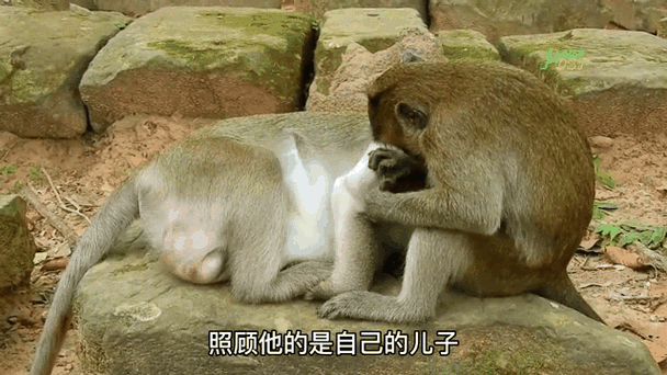 猴子一窝能生几个缩略图