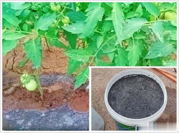 头条极速版种菜赚金币缩略图
