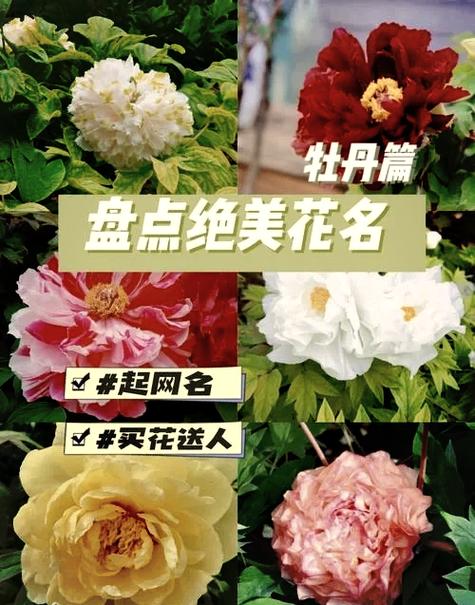 花名网名推荐缩略图