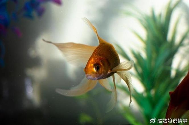 鱼点互助图标