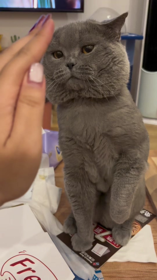 猫咪安装包