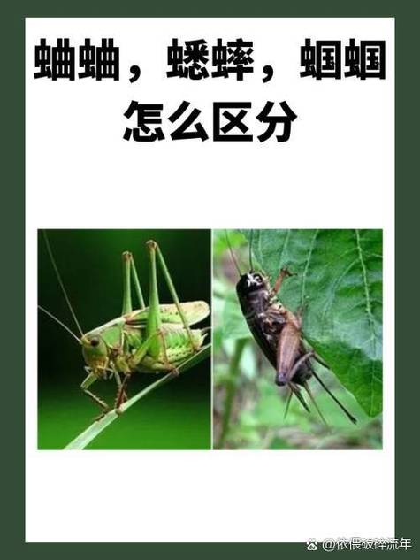 蟋蟀跟蝈蝈是一样的吗截图