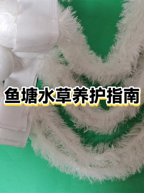 水草刚种下去要24小时开灯吗截图