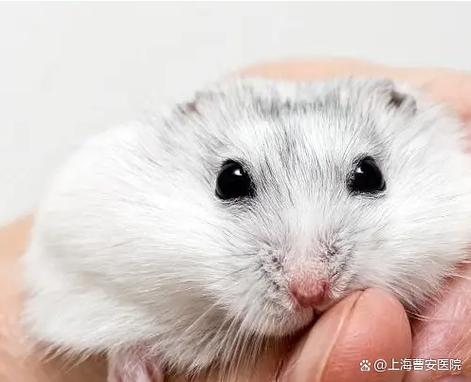 仓鼠怎么养缩略图