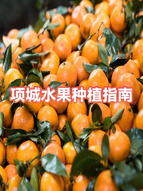 红贵芬梨品种介绍截图