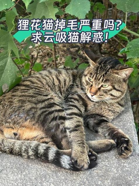 云吸猫养猫猫红包版