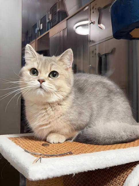 矮脚猫寿命游戏截图