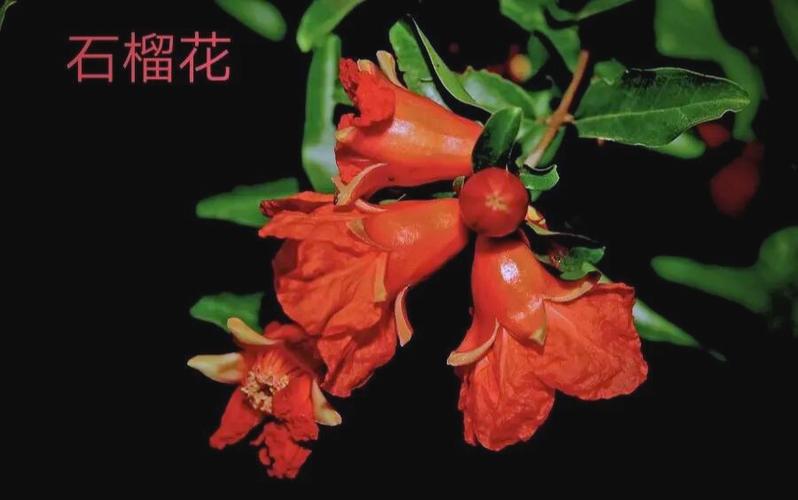 石榴图标