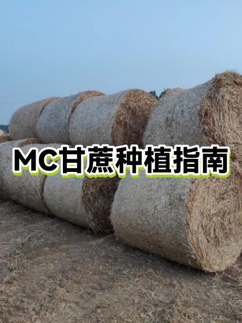 我的世界甘蔗高效率种法截图