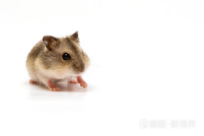 仓鼠一个月多大
