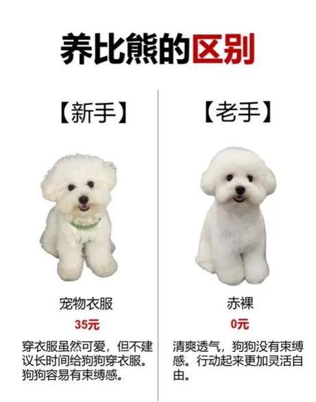 养比熊的十大坏处截图