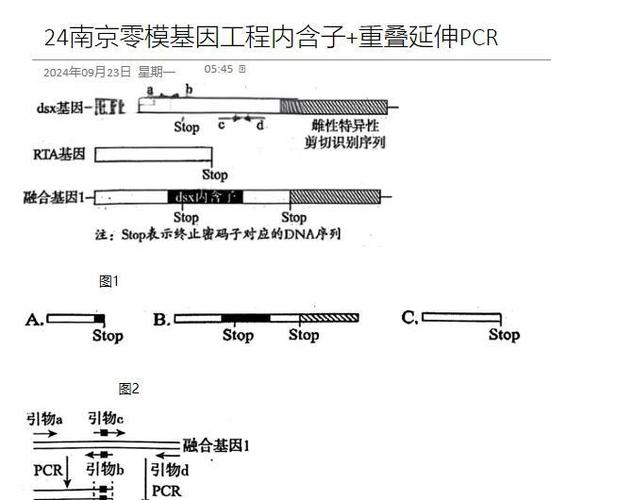 MLL融合基因