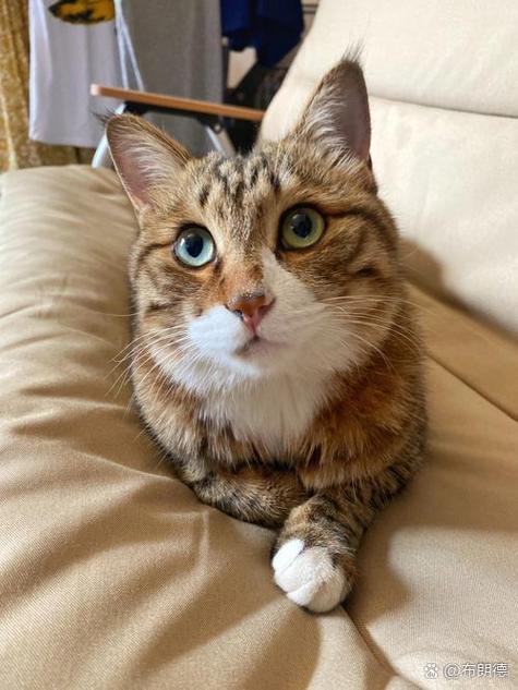资源猫正版免费下载截图