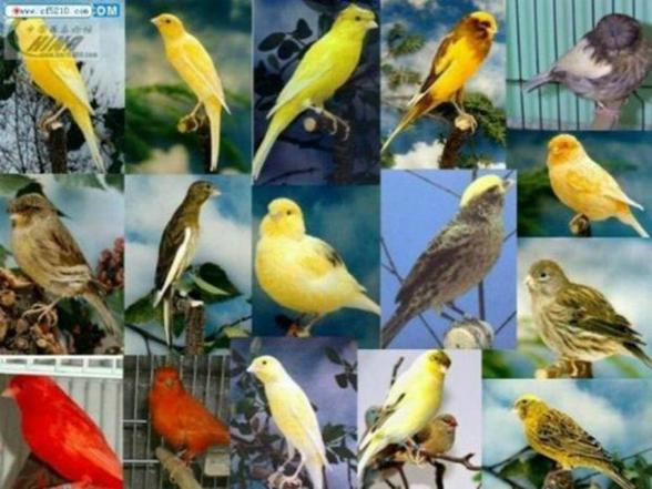 养玉鸟的10大忌截图