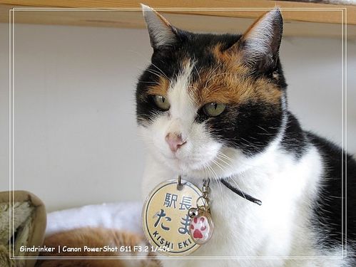 猫パンチ什么意思缩略图