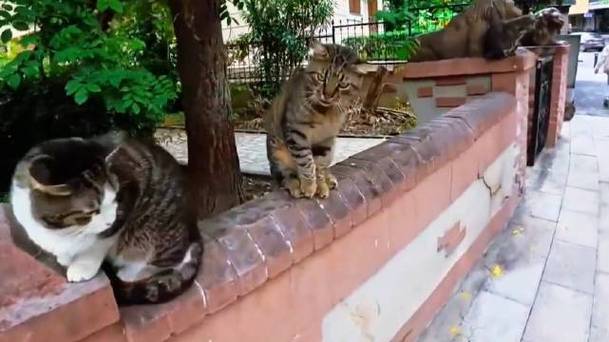 离花猫截图