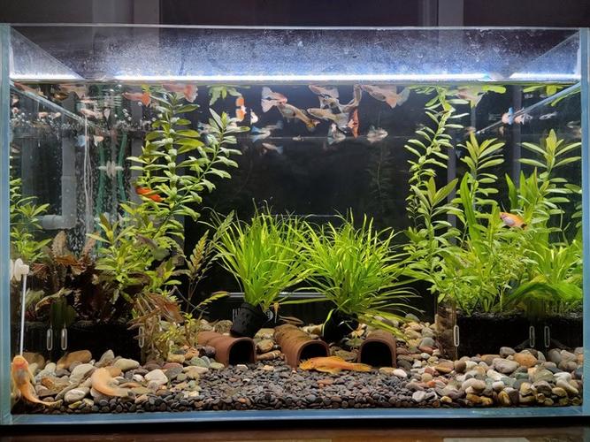 鱼缸养水草的正确方法游戏截图