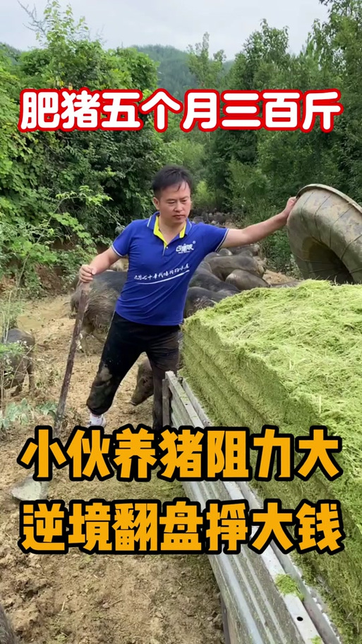 逆袭养猪免广告破解版游戏截图