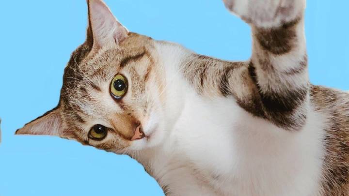 猫咪影视游戏截图