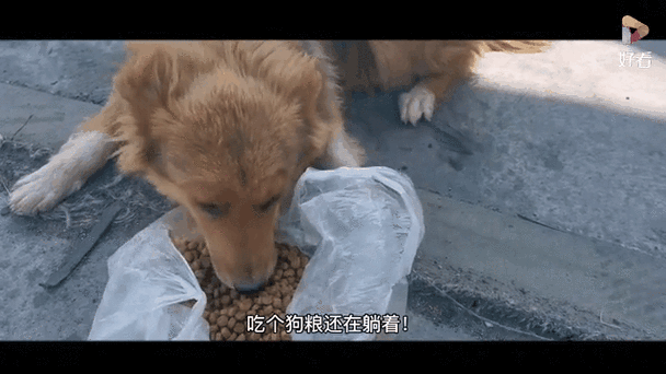 撒狗粮gif截图