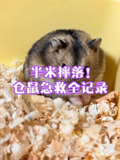 仓鼠摔了会死吗