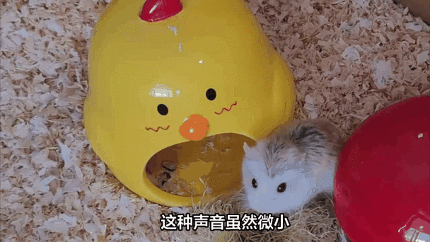 仓鼠叫声吸引仓鼠图标