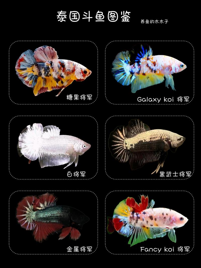 枪林弹雨斗鱼图标