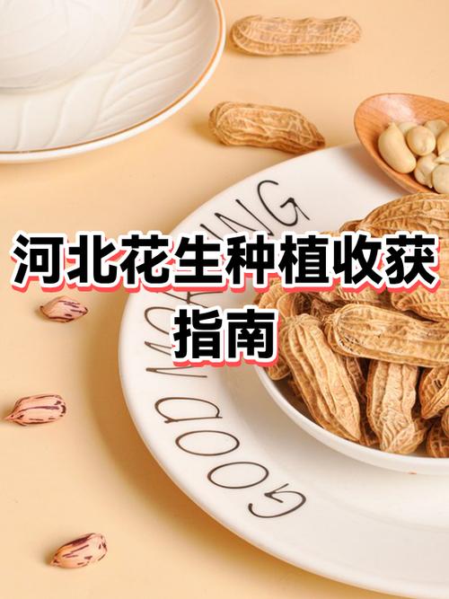 花生快讯一天能赚多少图标