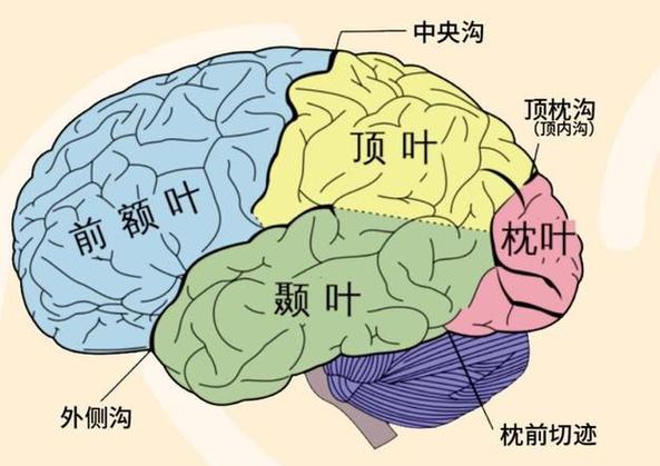 团队和群体的构成要素缩略图