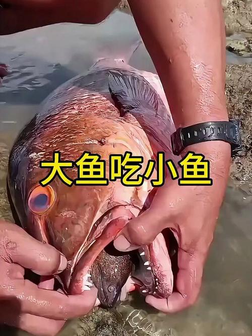 小鱼吃大鱼的游戏