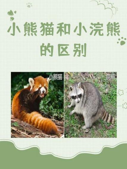 小熊猫和小浣熊的区别