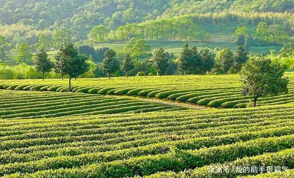 一亩茶园一年有多少收入