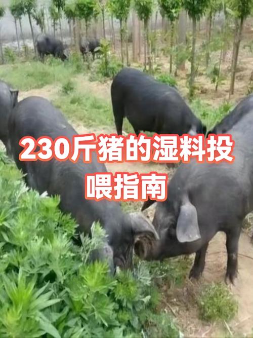 猪喂湿料正确方法缩略图