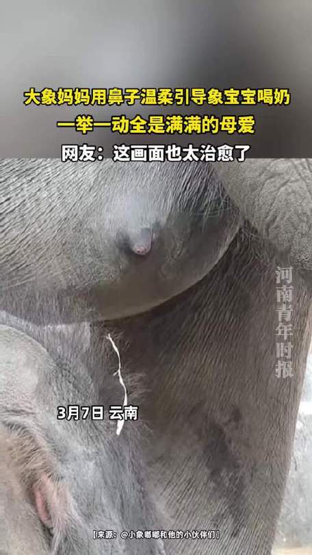 大象官方微博