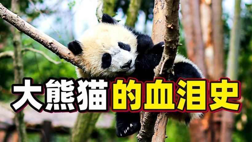 熊猫可以活多少岁