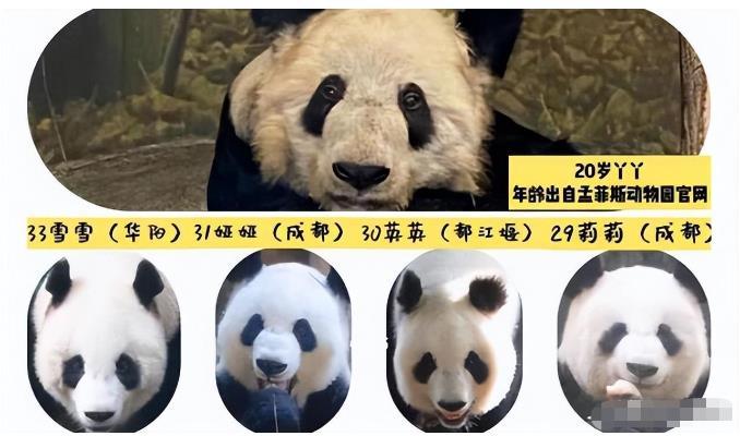 大熊猫年龄与人的年龄