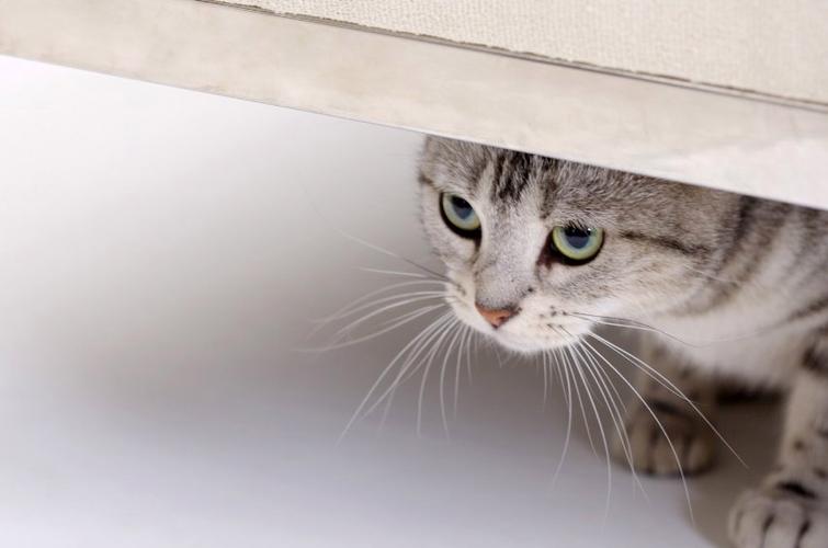猫找不到猫砂会憋着吗截图
