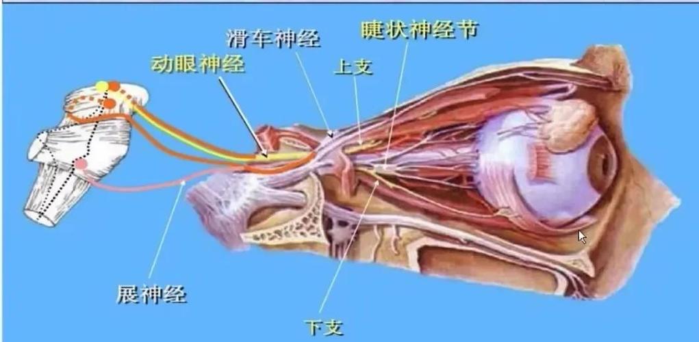 突然双眼复视原因截图