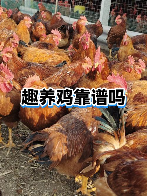 活禽交易平台app图标