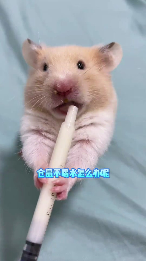 仓鼠一天不喝水可以吗缩略图