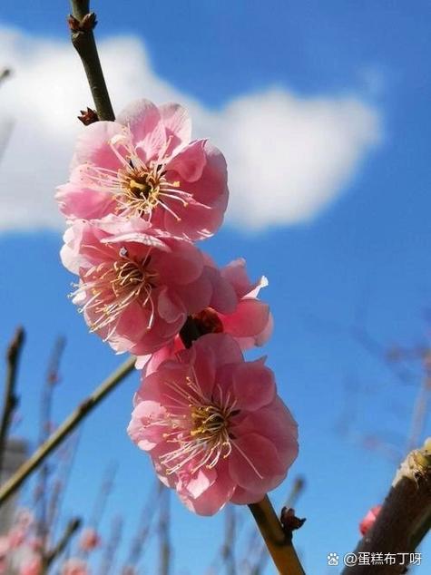 梅花视频无限看版的功能介绍游戏截图