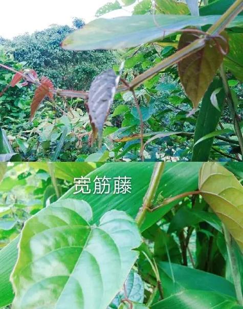 草药识别扫一扫软件缩略图
