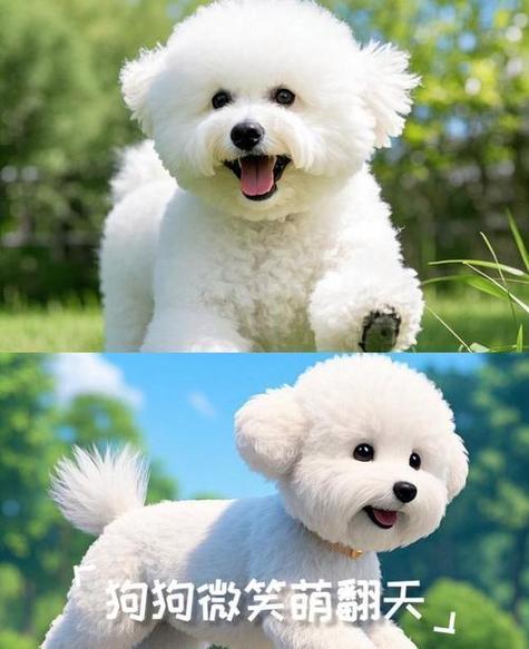 小狗表情包