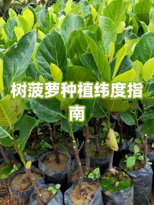 大树菠萝怎么看熟没熟截图