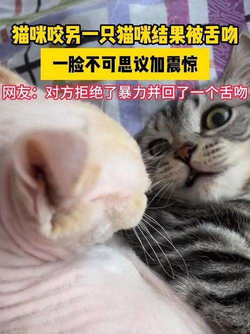 为什么猫咪喜欢咬我的脸图标