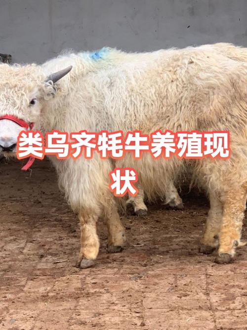 牦牛的简介图标