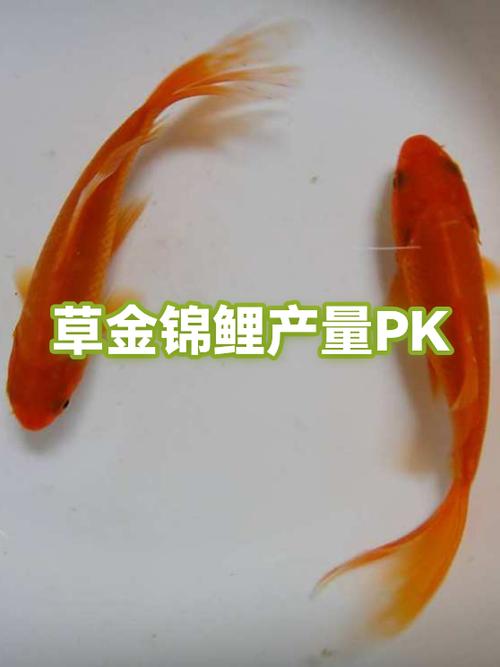 锦鲤赚钱吗