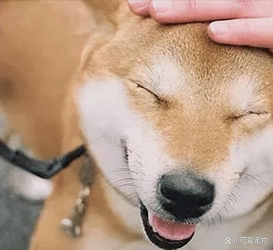 摸头表情包是什么意思