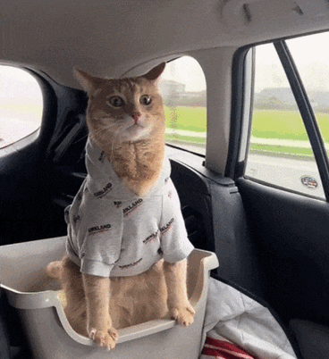 让开猫截图